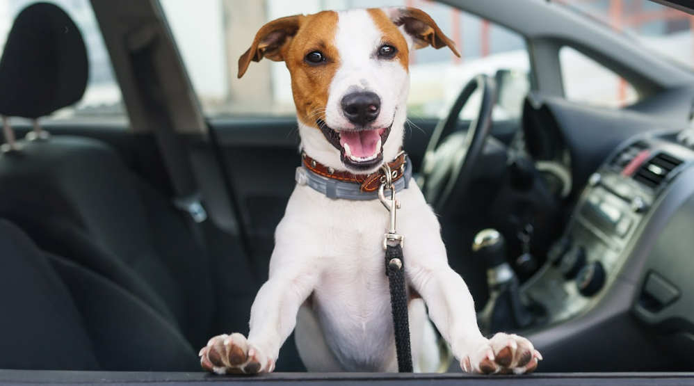 A brown and white dog standing in the seat of a Chevrolet sticking his head out of the window
